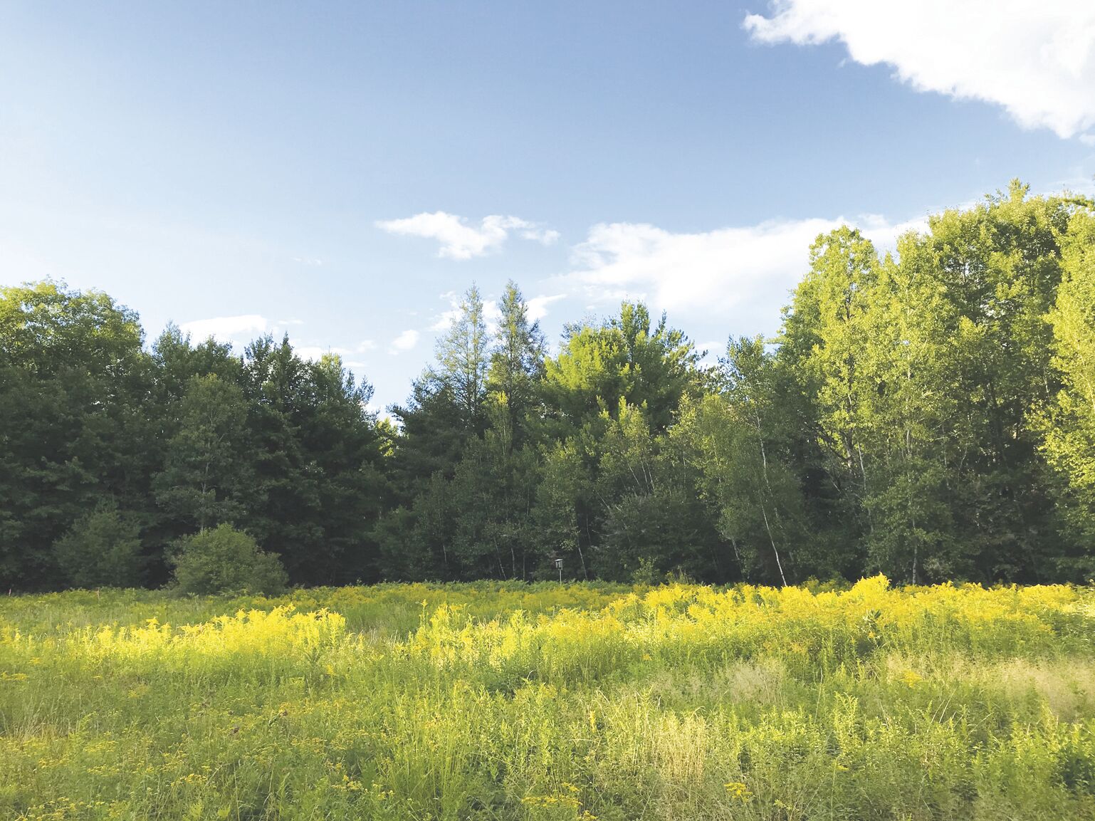Chocorua Lake Conservancy-Stewardship Day